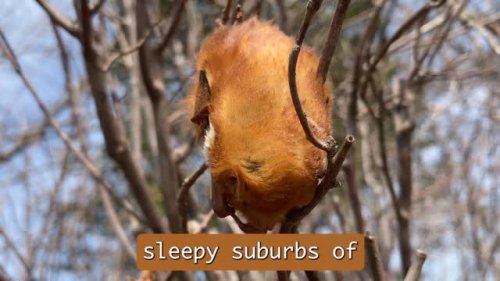 Video post from boydrb3.