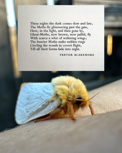 Carousel post from garden.of.moths.