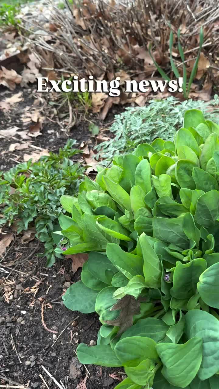 Video post from pocketprairiesdsm.