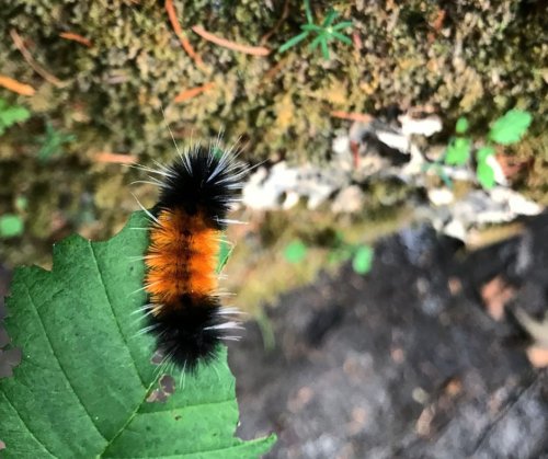 Photo post from camaspollinatorsupply.