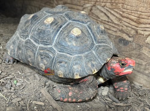 Photo post from carapacecritters.