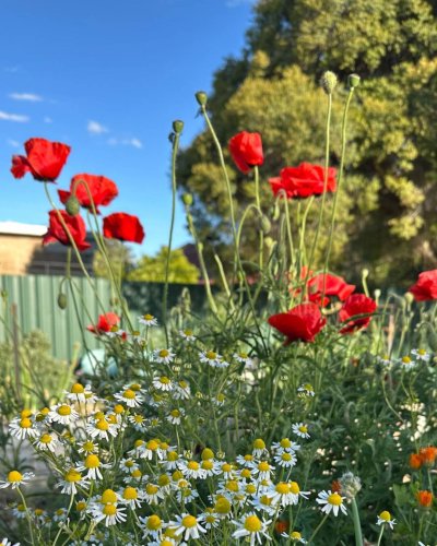 Photo post from alburycity.