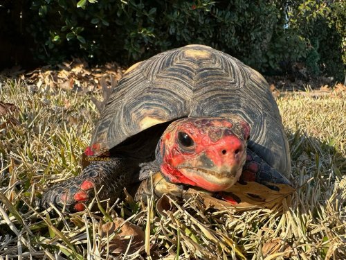 Photo post from carapacecritters.