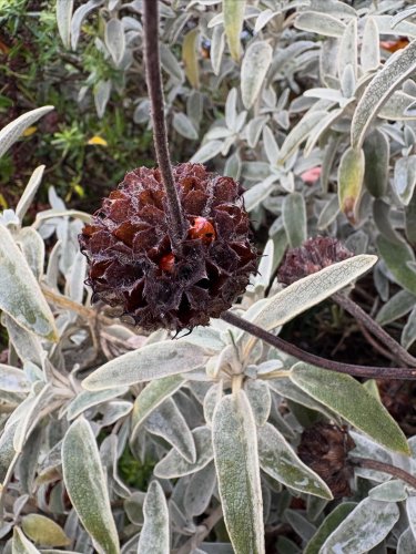 Photo post from bumblebee.gardening.