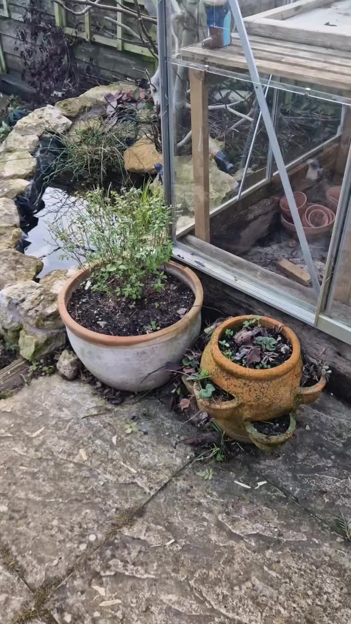 Video post from kitgrowsagarden.