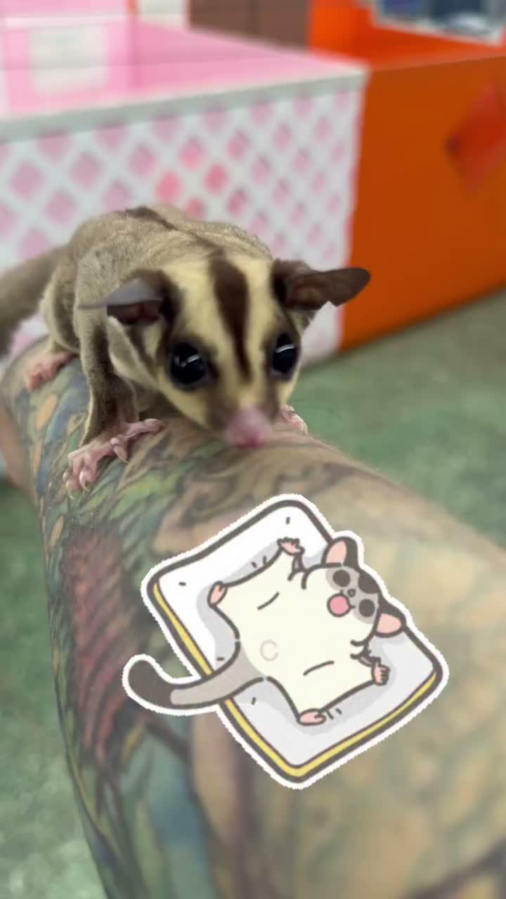 Video post from njexoticpets.