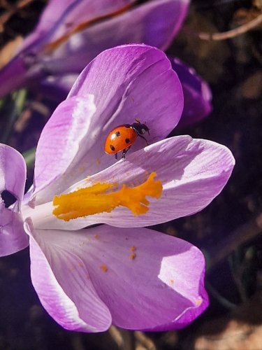 Photo post from thyme.for.nature.