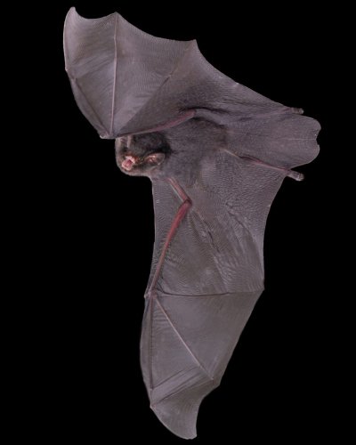 Carousel post from josegabrielwildlife.