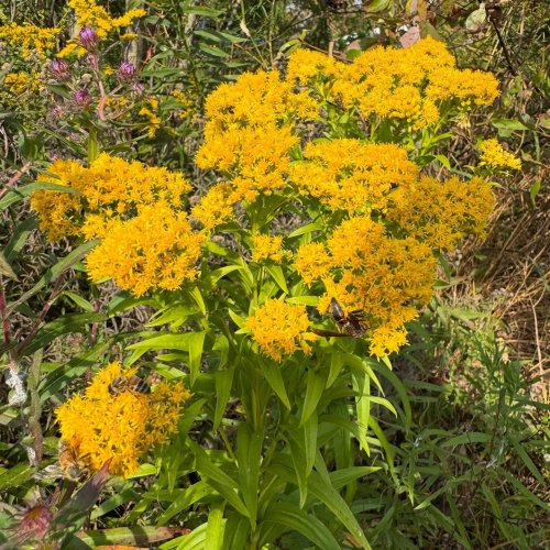 Photo post from nativesinharmony.