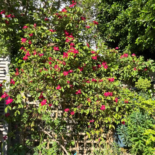 Photo post from gardenhousebrighton.