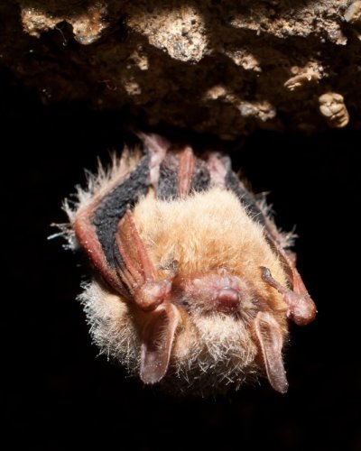 Carousel post from mefishwildlife.