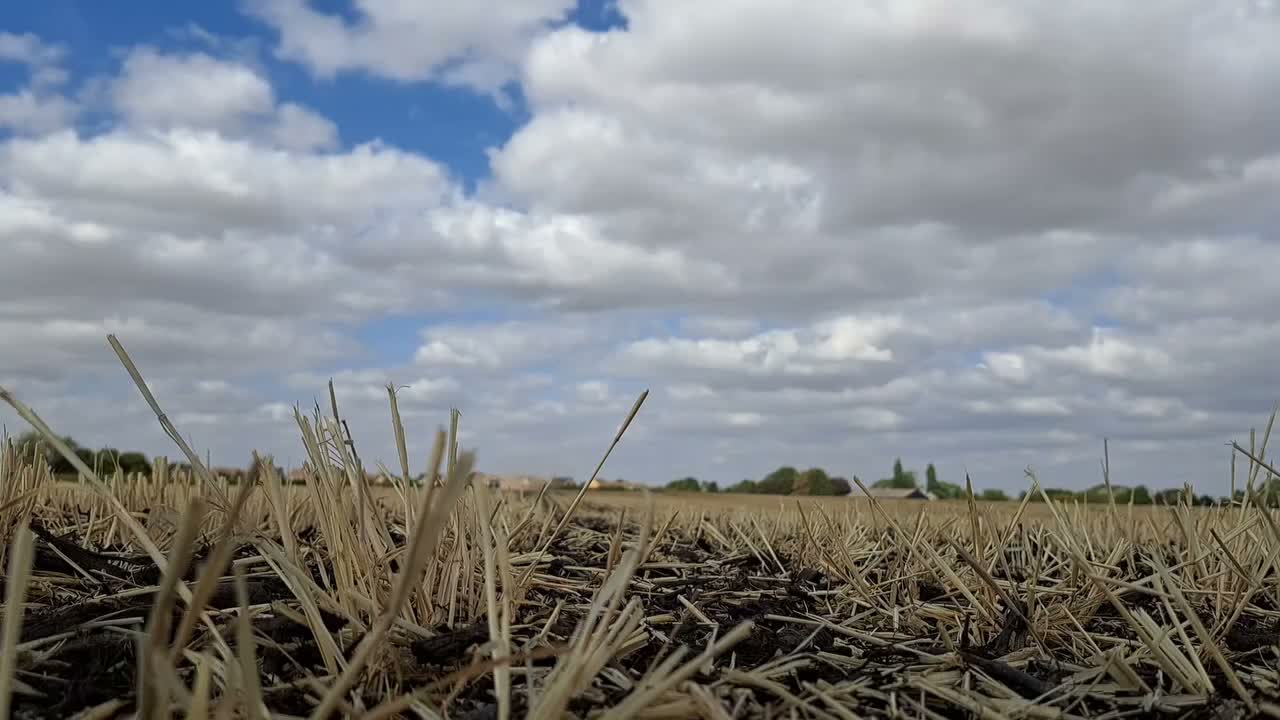 Video post from crowmarshbattlefarms.
