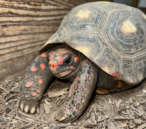 Photo post from carapacecritters.