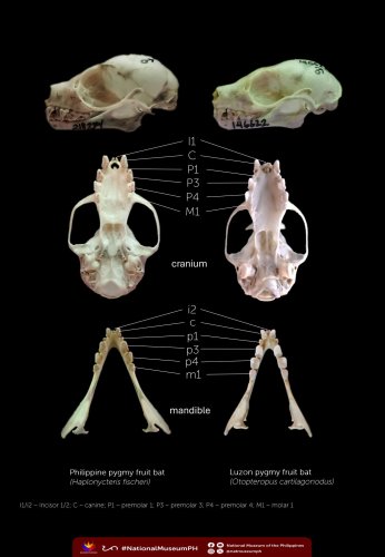 Photo post from natmuseumph.