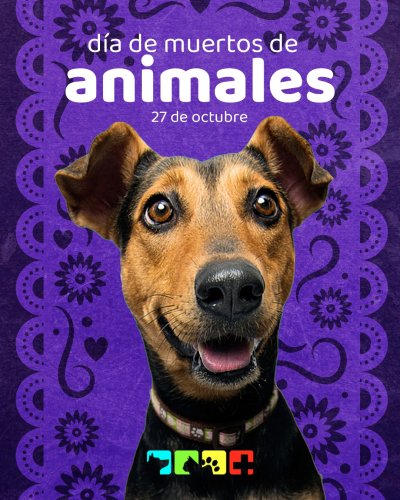 Photo post from medicalpettj.