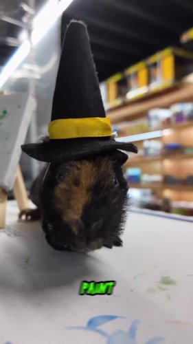 Video post from njexoticpets.