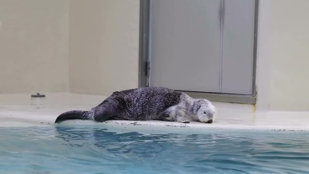 Video post from yossy_animalphoto321.