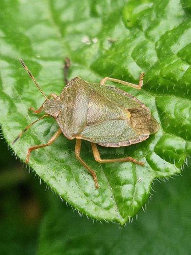 Photo post from thyme.for.nature.