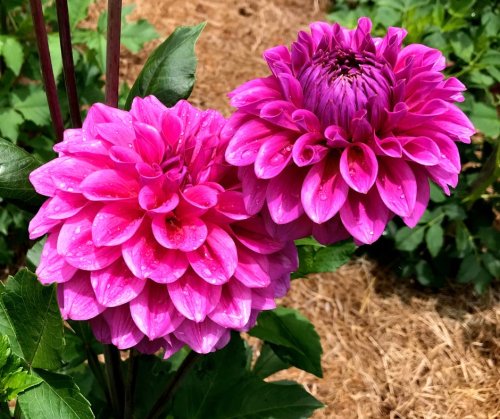 Photo post from camaspollinatorsupply.