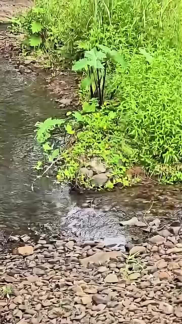 Video post from currumbinvalleyharvest.