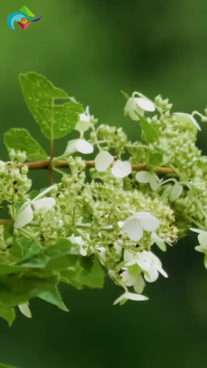 Video post from hokkaidolove.intl.