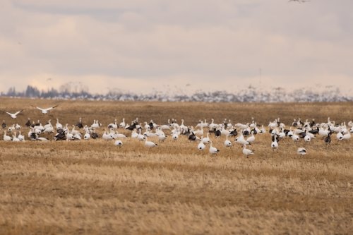 Photo post from northernskiesoutfitters.