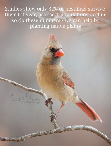 Photo post from mistyyoungphoto.