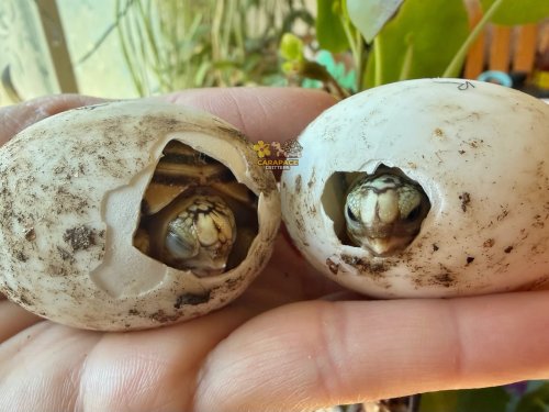 Photo post from carapacecritters.