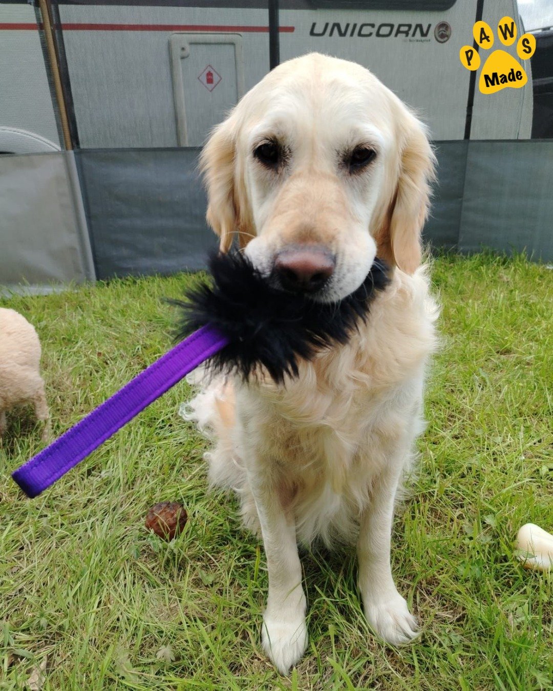 Photo post from pawstrading.