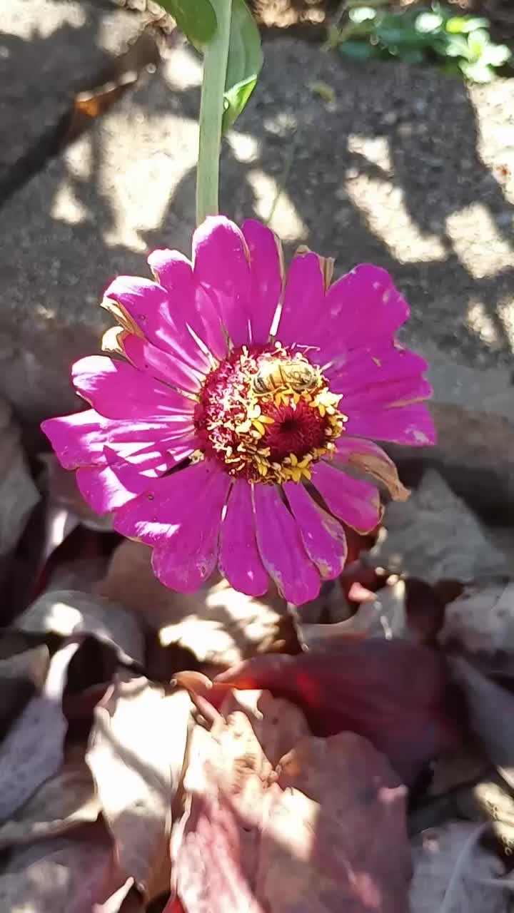 Video post from thebeeandbee042608.