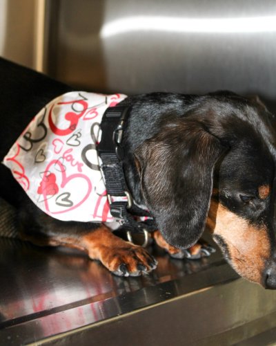 Carousel post from familyanimalhospitalcm.