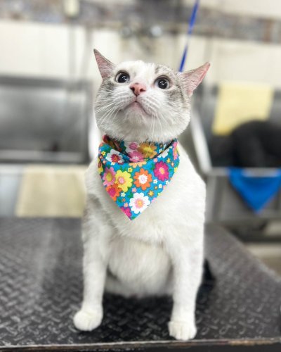 Photo post from medicalpettj.