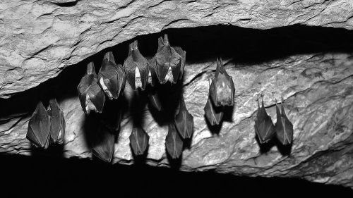 Photo post from battyforbatts.