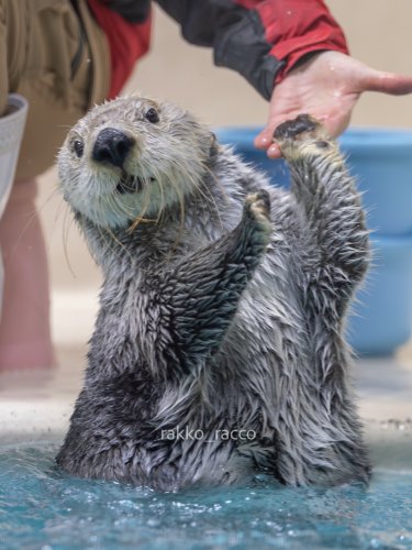 Photo post from rakko_racco.