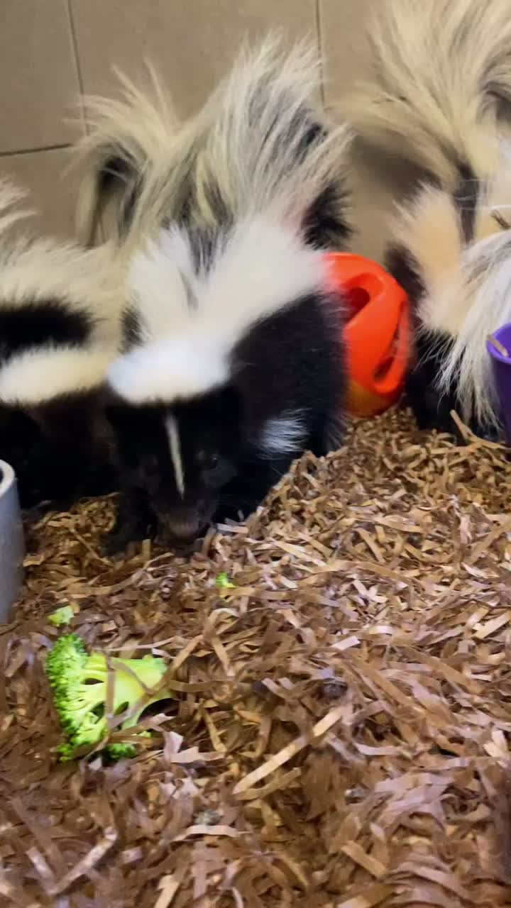 Video post from njexoticpets.