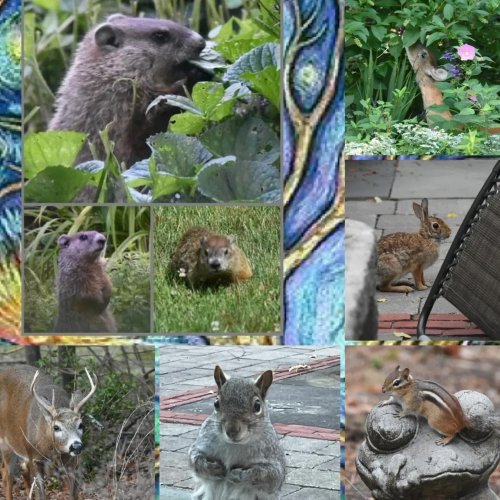 Photo post from pricklyedscactuspatch.