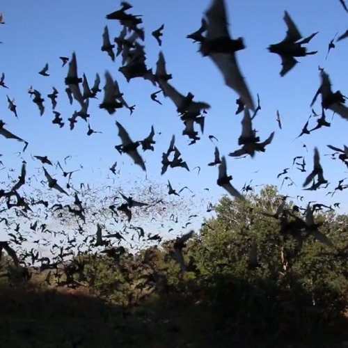 Video post from nfwf.