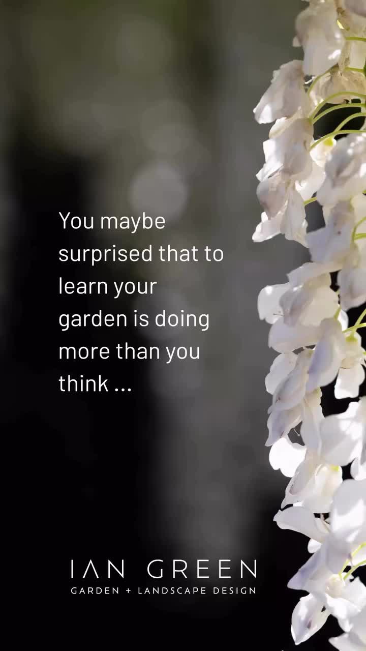 Video post from ian_green_garden_design.