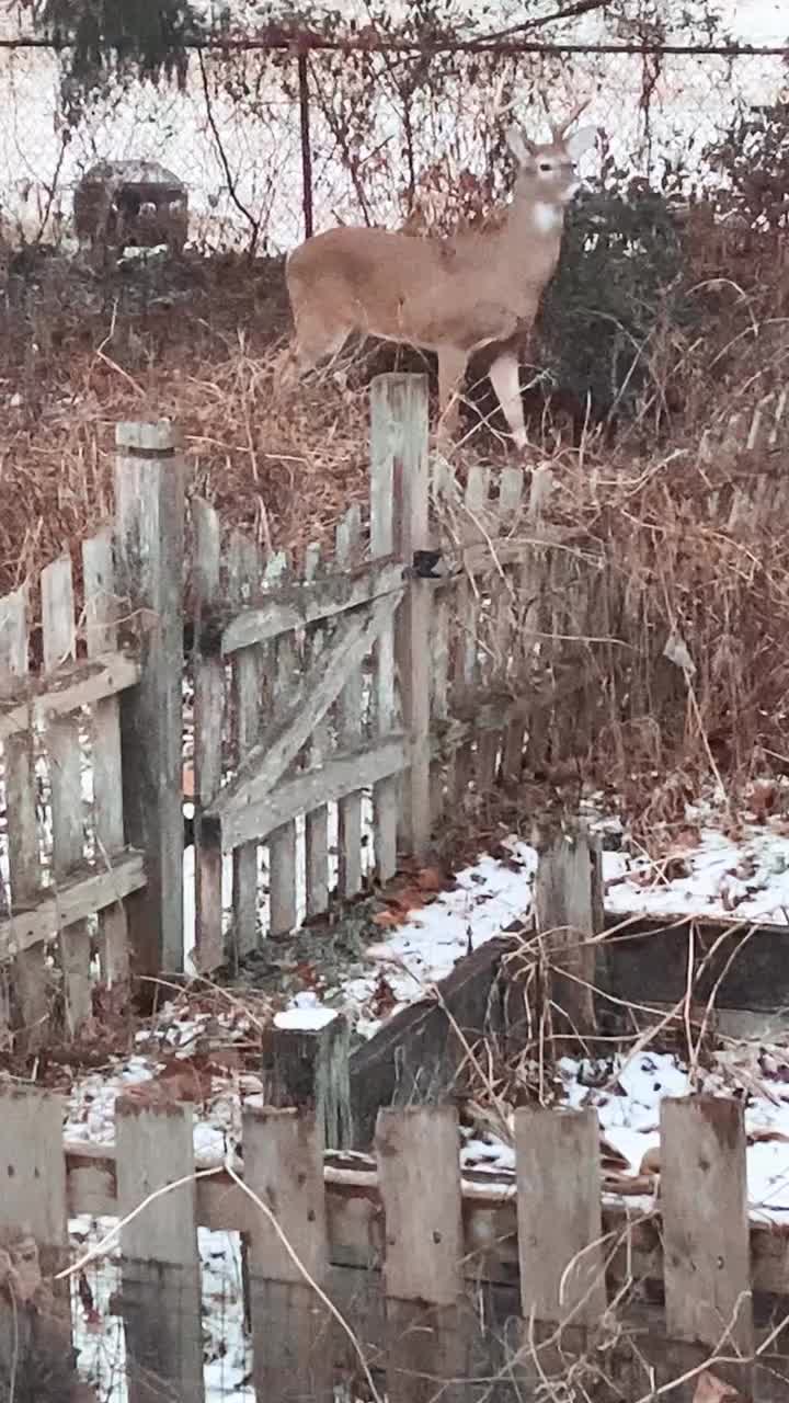 Video post from gardencuizine.