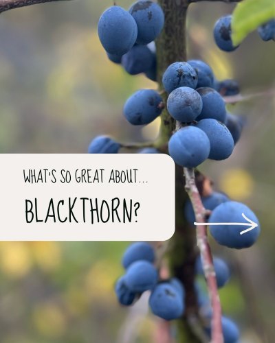 Carousel post from wildlifegardenproject.