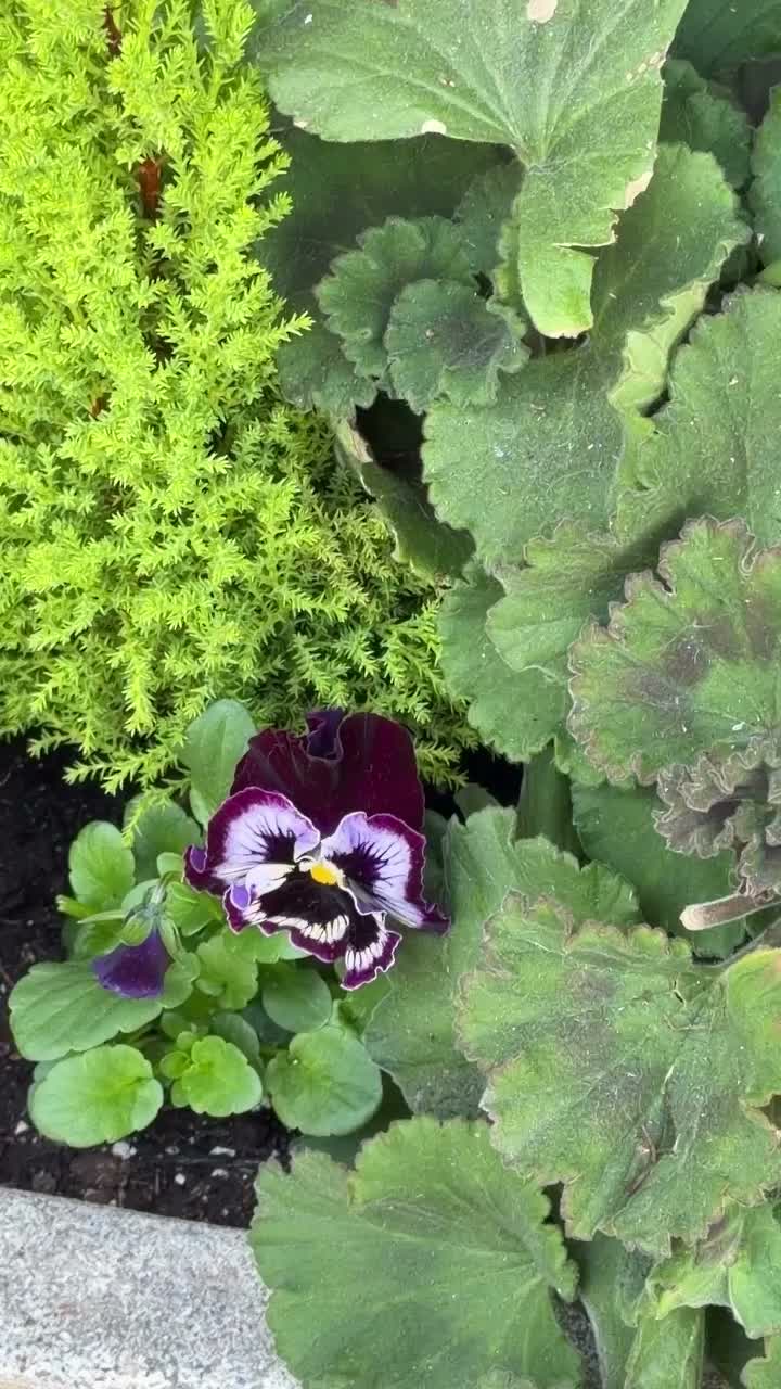 Video post from goldenballmercantile.