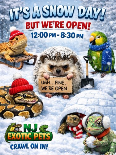 Photo post from njexoticpets.