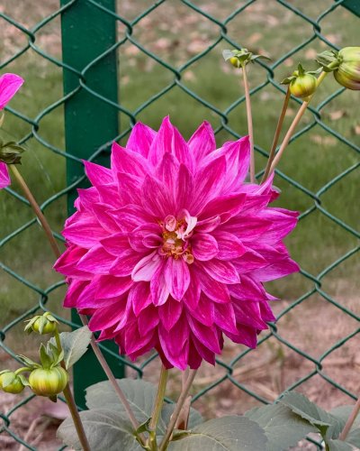 Carousel post from purkinje_crazyforplants.