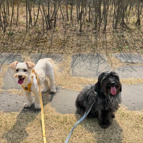 Carousel post from hoochamzzang.