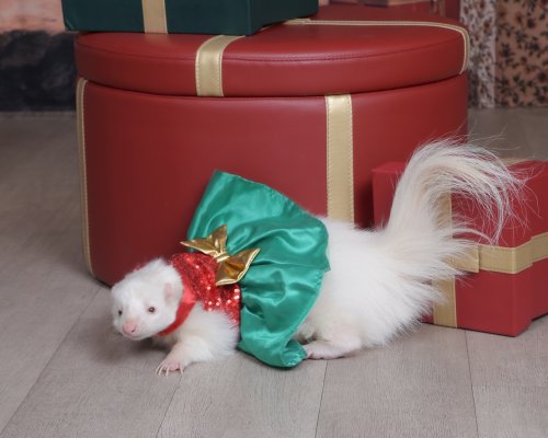 Photo post from njexoticpets.