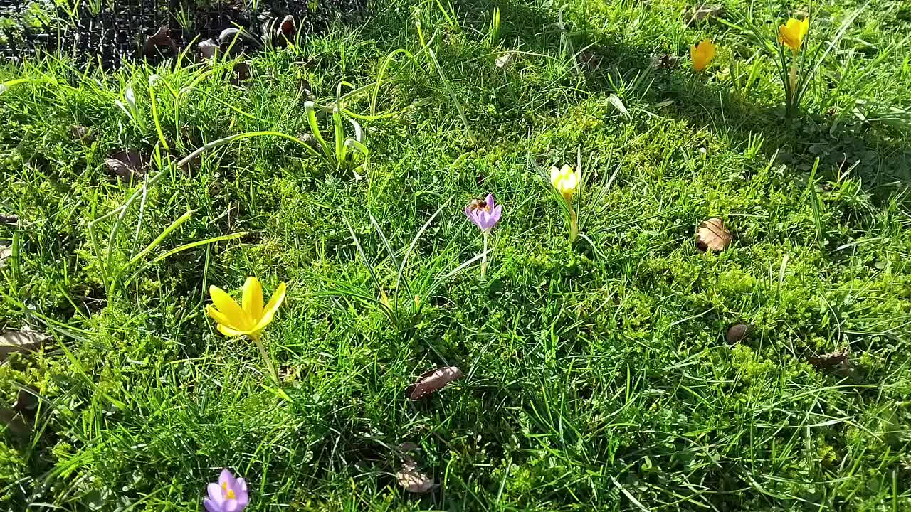 Video post from jurgao.