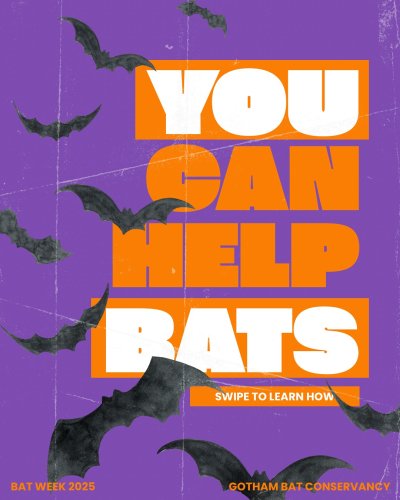 Carousel post from gothambatconservancy.