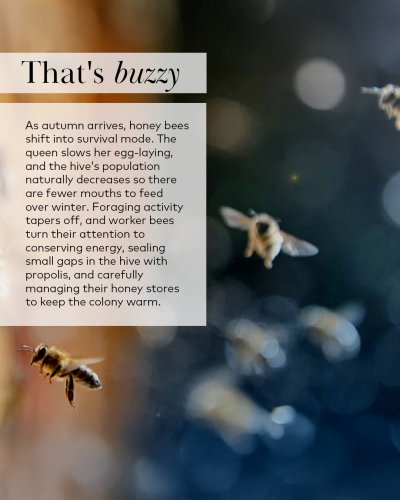 Photo post from comvita_au.