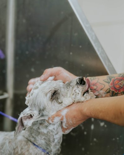 Photo post from medicalpettj.