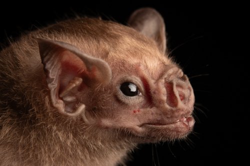 Photo post from josegabrielwildlife.